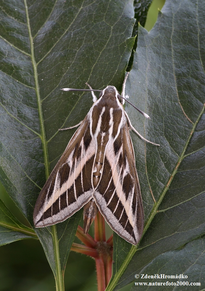 White-lined Hawk-moth, Hyles livornica (Butterflies, Lepidoptera)